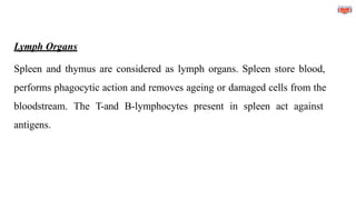 Lymph Organs
Spleen and thymus are considered as lymph organs. Spleen store blood,
performs phagocytic action and removes ageing or damaged cells from the
bloodstream. The T-and B-lymphocytes present in spleen act against
antigens.
 