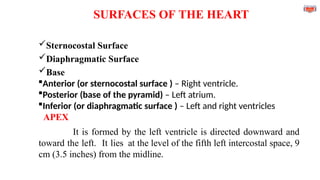 SURFACES OF THE HEART
Sternocostal Surface
Diaphragmatic Surface
Base
Anterior (or sternocostal surface ) – Right ventricle.
Posterior (base of the pyramid) – Left atrium.
Inferior (or diaphragmatic surface ) – Left and right ventricles
APEX
It is formed by the left ventricle is directed downward and
toward the left. It lies at the level of the fifth left intercostal space, 9
cm (3.5 inches) from the midline.
 