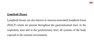 Lymphoid Tissues
Lymphoid tissues are also known as mucosa-associated lymphoid tissue
(MALT) which are present throughout the gastrointestinal tract, in the
respiratory tract and in the genitourinary tract, all systems of the body
exposed to the external environment.
 