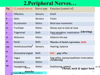 mov’t]
10
12 pairs of cranial nerves
I
2.Peripheral Nerves…
No 12 cranial nerves Nerve type Function [control of]
I
[chewing]
[Facial sensation]
Muscles of facial expression, taste
r
taste
,Swallowing
nerve Throat, neck & upper back
muscles
[Spinal accessory]
II
III
IV
V
VI
VII
VIII
IX
X
XI
XII
12 pairs of CN🡆 designated by the Roman numbers (I-
 