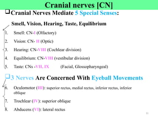 Cranial nerves [CN]
Cranial Nerves Mediate 5 Special Senses:
Smell, Vision, Hearing, Taste, Equilibrium
1. Smell: CN-I (Olfactory)
2. Vision: CN- II (Optic)
3. Hearing: CN-VIII (Cochlear division)
4. Equilibrium: CN-VIII (vestibular division)
5. Taste: CNs -VII, IX (Facial, Glossopharyngeal)
3 Nerves Are Concerned With Eyeball Movements
6. Oculomotor (III): superior rectus, medial rectus, inferior rectus, inferior
oblique
7. Trochlear (IV): superior oblique
8. Abducens (VI): lateral rectus
11
 