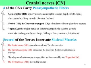 4 of the CNs Carry Parasympathetic Fibers
1. Oculomotor (III): innervates iris constrictor (causes pupil constriction);
also controls ciliary muscle (focuses the lens)
2. Facial (VII) & Glossopharyngeal (IX): stimulate salivary glands to secrete
3. Vagus (X): the major nerve of the parasympathetic system: goes to
most visceral organs (heart, lungs, kidneys, liver, stomach, intestines)
Several of the Nerves Innervate Skeletal Muscles
1. The Facial nerve (VII): controls muscles of facial expression
2. The Spinal accessory (XI): stimulates the trapezius & sternocleidomastoid
muscles
3. Chewing muscles (masseter, temporalis): are innervated by the Trigeminal (V)
4. The Hypoglossal (XII): moves the tongue
Cranial nerves [CN]
12
 