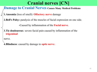 Damage to Cranial Nerves Causes Many Medical Problems
1.Anosmia (loss of smell): Olfactory nerve damage
2.Bell's Palsy: paralysis of the muscles of facial expression on one side.
-Caused by inflammation of the Facial nerve.
3.Tic douloureux: severe facial pain caused by inflammation of the
trigeminal
nerve.
4.Blindness: caused by damage to optic nerve.
Cranial nerves [CN]
13
 