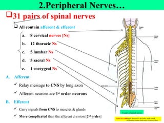 31 pairs of spinal nerves
 All contain afferent & efferent
a. 8 cervical nerves [Ns]
b. 12 thoracic Ns
c. 5 lumbar Ns
d. 5 sacral Ns
e. 1 coccygeal Ns
A. Afferent
 Relay message to CNS by long axon
 Afferent neurons are 1st order neurons
B. Efferent
 Carry signals from CNS to muscles & glands
 More complicated than the afferent division [2nd order]
2.Peripheral Nerves…
31 pairs of spinal nerves
Spinal nerves🡆Supply structures in the limbs, trunk & neck
-All branches contain both motor & sensory fibers.
 