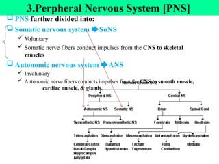 15
3.Perpheral Nervous System [PNS]
 PNS further divided into:
 Somatic nervous system 🡆SoNS
 Voluntary
 Somatic nerve fibers conduct impulses from the CNS to skeletal
muscles
 Autonomic nervous system 🡆ANS
 Involuntary
 Autonomic nerve fibers conducts impulses from the CNS to smooth muscle,
cardiac muscle, & glands.
 