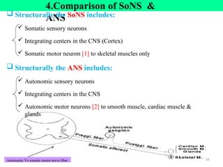 4.Comparison of SoNS &
ANS
16
 Structurally the SoNS includes:
 Somatic sensory neurons
 Integrating centers in the CNS (Cortex)
 Somatic motor neuron [1] to skeletal muscles only
 Structurally the ANS includes:
 Autonomic sensory neurons
 Integrating centers in the CNS
 Autonomic motor neurons [2] to smooth muscle, cardiac muscle &
glands
Autonomic Vs somatic motor nerve fiber
 