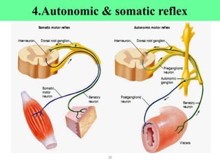 18
4.Autonomic & somatic reflex
 