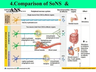 19
4.Comparison of SoNS &
ANS…
Smooth muscle [in GIT,blood vessels] & glands & cardiac muscle
 