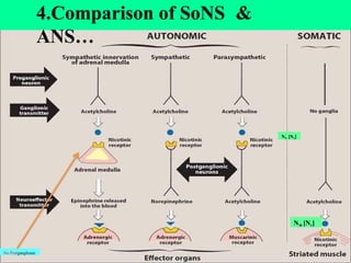 Summary of PSNS, SNS & SoNS innervations
4.Comparison of SoNS &
ANS…
No Postganglionic
NN [N2]
NM [N1]
 