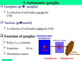 5.Autonomic ganglia
 Ganglion [pl 🡆 ganglia]
 A collection of cell bodies outside the
CNS.
 Nucleus [pl🡆nuclei]
 A collection of cell bodies within the CNS.
 Function of ganglia:
 Relay [Transmit] stations
 Expansion Or as,
 Distribution centers.
3 Types of the autonomic ganglia
 
