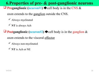  Preganglionic (neuron#1) 🡆cell body is in the CNS &
axon extends to the ganglion outside the CNS.
 Always myelinated
 NT is always Ach
 Postganglionic (neuron#2) 🡆cell body is in the ganglion &
axon extends to the visceral effector
 Always non-myelinated
 NT is Ach or NE
14/2/25 22
4.ANS
6.Properties of pre- & post-ganglionic neurons
 