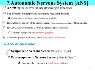 7.Autonomic Nervous System [ANS]
 ANS🡆regulates involuntary physiologic processes.
 The effectors that respond to autonomic regulation include
 Cardiac muscle (the heart), smooth muscles, & glands.
 These effectors are part of the visceral organs (organs within the body cavities) & of blood vessels.
 The ANS pathway from the CNS to the effector always involves
 2 neurons synapse in an autonomic ganglion
 Autonomic ganglia are located in the head, neck, & abdomen
ANS divided into:
Sympathetic Nervous System [“Fight or Flight”]
Parasympathetic Nervous System [“Rest & Digest”]
 However, there are often Dual innervations
24
 