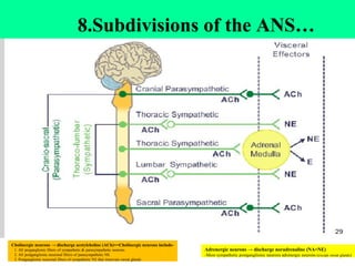 28
8.Subdivisions of the ANS…
Cholinergic neurons → discharge acetylcholine (ACh)==Cholinergic neurons include-
1. All preganglionic fibers of sympathetic & parasympathetic neurons.
2. All postganglionic neuronal fibers of parasympathetic NS.
3. Postganglionic neuronal fibers of sympathetic NS that innervate sweat glands
Adrenergic neurons → discharge noradrenaline (NA=NE)
-Most sympathetic postganglionic neurons adrenergic neurons (except sweat glands)
 