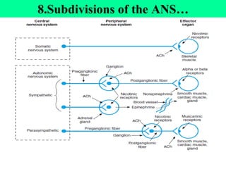8.Subdivisions of the ANS…
 