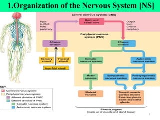 14/2/25
1.Organization of the Nervous System [NS]
Superficial stimuli
3
 