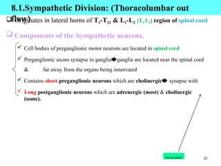 31
8.1.Sympathetic Division: (Thoracolumbar out
flow)
 Originates in lateral horns of T1-T12 & L1-L2 [T1-L2] region of spinal cord
 Components of the Sympathetic neurons,
 Cell bodies of preganglionic motor neurons are located in spinal cord
 Preganglionic axons synapse in ganglia🡆ganglia are located near the spinal cord
& far away from the organs being innervated
 Contains short preganglionic neurons which are cholinergic🡆 synapse with
 Long postganglionic neurons which are adrenergic (most) & cholinergic
(some).
Sweat gland
 