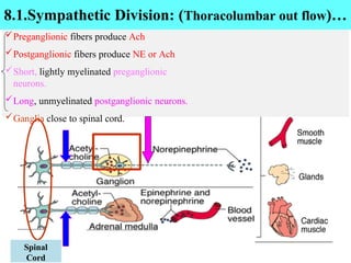 Preganglionic fibers produce Ach
Postganglionic fibers produce NE or Ach
Short, lightly myelinated preganglionic
neurons.
Long, unmyelinated postganglionic neurons.
Ganglia close to spinal cord.
Spinal
Cord
8.1.Sympathetic Division: (Thoracolumbar out flow)…
 
