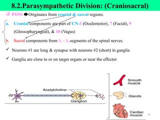 8.2.Parasympathetic Division: (Craniosacral)
 PSNS 🡆Originates from cranial & sacral regions.
a. Cranial components are part of CN-3 (Oculomotor), 7 (Facial), 9
(Glossopharyngeal), & 10 (Vagus)
b. Sacral components from S2 - S4 segments of the spinal nerves.
 Neurons #1 are long & synapse with neurons #2 (short) in ganglia
 Ganglia are close to or on target organs or near the effector
35
 