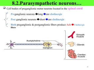 8.2.Parasympathetic neurons…
 Cell bodies of preganglionic motor neurons located in the spinal cord
 Preganglionic neurons 🡆long 🡆are cholinergic
 Post ganglionic neurons 🡆short 🡆are cholinergic
 Both preganglionic & postganglionic fibers produce Ach 🡆Cholinergic
fibers
36
 