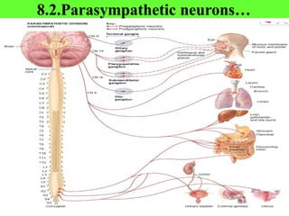 8.2.Parasympathetic neurons…
 