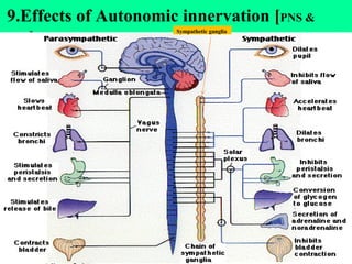 39
9.Effects of Autonomic innervation [PNS &
SNS]
Sympathetic ganglia
 
