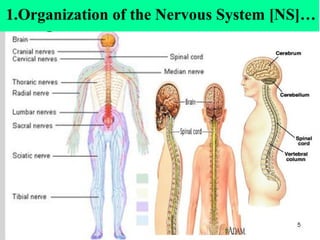 4
1.Organization of the Nervous System [NS]…
 
