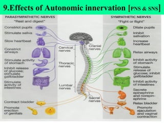 ANS physiol
24
9.Effects of Autonomic innervation [PNS & SNS]
 