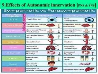 9.Effects of Autonomic innervation [PNS & SNS]
41
 