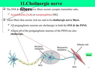 11.Cholinergic nerve
fibers
 The SNS & the PSNS nerve fibers secrete synaptic transmitter subs,
 Acetylcholine [Ach] or norepinephrine [NE]
 Those fibers that secrete Ach are said to be cholinergic nerve fibers.
 All preganglionic neurons are cholinergic in both the SNS & the PSNS.
 Almost all of the postganglionic neurons of the PSNS are also
cholinergic.
PSNS
43
 