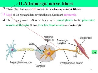  Those fiber that secrete NE are said to be adrenergic nerve fibers.
 Most of the postganglionic sympathetic neurons are adrenergic.
 The postganglionic SNS nerve fibers to the sweat glands, to the piloerector
muscles of the hairs & to a very few blood vessels are cholinergic
11.Adrenergic nerve fibers
SNS
44
 