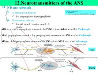 12.Neurotransmitters of the ANS
 NTs are released:
 At synapses b/n neurons
 B/n preganglionic & postganglionic.
 To autonomic effectors
 Smooth muscle, cardiac muscle, &
glands.
Both pre- & postganglionic neurons in the PSNS release Ach & are called Cholinergic.
All preganglionic axon & a few postganglionic neurons in the SNS are also Cholinergic.
Most of the postganglionic neurons of the SNS release NE & are called Adrenergic.
2 NTs are used in the ANS.
• ACh & NE [E]
• Neurons secreting Ach are cholinergic & NE are adrenergic
PSNS
SNS
 