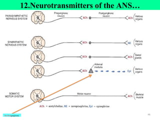 46
12.Neurotransmitters of the ANS…
No Postganglionic
 