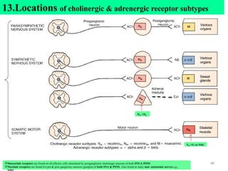 14/2/25 48
13.Locations of cholinergic & adrenergic receptor subtypes
Muscarinic receptors are found on all effector cells stimulated by postganglionic cholinergic neurons of both SNS & PSNS
Nicotinic receptors are found b/n pre-& post ganglionic neurons (ganglia) of both SNA & PSNS. Also found at many non- autonomic nerves e.g.,
NN =N2
NM =N1=at NMJ
 