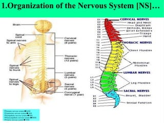 5
1.Organization of the Nervous System [NS]…
Somatic nervous system 🡆SoNS
Autonomic nervous system 🡆ANS
Sympathetic nervous system 🡆SNS
Parasympathetic nervous system 🡆PSNS
Enteric nervous system 🡆 ENS
 
