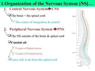 Organization of the Nervous System [NS]
1. Central Nervous System🡆CNS
The brain + the spinal cord
The center of integration & control
2. Peripheral Nervous System 🡆PNS
The NS outside of the brain & spinal cord
Consists of:
31 pairs of Spinal nerves
12 pairs of Cranial nerves
Carry info to & from the spinal cord
1.Organization of the Nervous System [NS]…
6
 