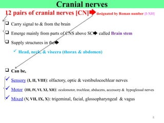 Cranial nerves
12 pairs of cranial nerves [CN]🡆designated by Roman number [I-XII]
 Carry signal to & from the brain
 Emerge mainly from parts of CNS above SC🡆 called Brain stem
 Supply structures in the🡆
 Head, neck, & viscera (thorax & abdomen)
 Can be,
 Sensory (I, II, VIII): olfactory, optic & vestibulocochlear nerves
 Motor (III, IV, VI, XI, XII): oculomotor, trochlear, abducens, accessory & hypoglossal nerves
 Mixed (V, VII, IX, X): trigeminal, facial, glossopharyngeal & vagus
8
 