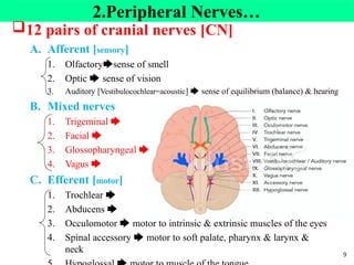 2.Peripheral Nerves…
12 pairs of cranial nerves [CN]
A. Afferent [sensory]
1. Olfactory🡆sense of smell
2. Optic 🡆 sense of vision
3. Auditory [Vestibulocochlear=acoustic] 🡆 sense of equilibrium (balance) & hearing
B. Mixed nerves
1. Trigeminal 🡆
2. Facial 🡆
3. Glossopharyngeal 🡆
4. Vagus 🡆
C. Efferent [motor]
1. Trochlear 🡆
2. Abducens 🡆
3. Occulomotor 🡆 motor to intrinsic & extrinsic muscles of the eyes
4. Spinal accessory 🡆 motor to soft palate, pharynx & larynx &
neck 9
 