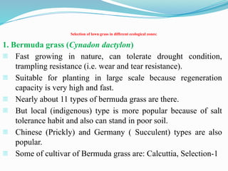 Selection of lawn grass in different ecological zones:
1. Bermuda grass (Cynadon dactylon)
- Fast growing in nature, can tolerate drought condition,
trampling resistance (i.e. wear and tear resistance).
- Suitable for planting in large scale because regeneration
capacity is very high and fast.
- Nearly about 11 types of bermuda grass are there.
- But local (indigenous) type is more popular because of salt
tolerance habit and also can stand in poor soil.
- Chinese (Prickly) and Germany ( Succulent) types are also
popular.
- Some of cultivar of Bermuda grass are: Calcuttia, Selection-1
 