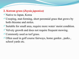 2. Korean grass (Zoysia japonica)
Native to Japan, Korea
Creeping, mat-forming, short perennial grass that grows by
both rhizome and stolen.
Suitable for small area, require more water/ moist condition.
Velvety growth and does not require frequent mowing.
Commonly used as turf grass.
Often used in golf course fairways, home garden , parks ,
school yards etc.
 