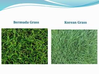 Bermuda Grass Korean Grass
 