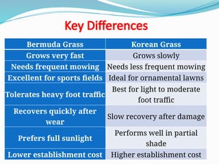 Key Differences
Bermuda Grass Korean Grass
Grows very fast Grows slowly
Needs frequent mowing Needs less frequent mowing
Excellent for sports fields Ideal for ornamental lawns
Tolerates heavy foot traffic
Best for light to moderate
foot traffic
Recovers quickly after
wear
Slow recovery after damage
Prefers full sunlight
Performs well in partial
shade
Lower establishment cost Higher establishment cost
 