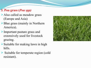 3. Poa grass (Poa spp)
Also called as meadow grass
(Europe and Asia)
Blue grass (mainly in Northern
America).
Important pasture grass and
extensively used for livestock
grazing.
Suitable for making lawn in high
hills.
 Suitable for temperate region (cold
resistant).
 