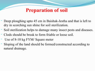 Preparation of soil
- Deep ploughing upto 45 cm in Baishak-Jestha and that is left to
dry in scorching sun shine for soil sterilization.
- Soil sterilization helps to damage many insect pests and diseases.
- Clods should be break to form friable or loose soil.
- Use of 8-10 kg FYM/ Square meter
- Sloping of the land should be formed/constructed according to
natural drainage.
 