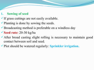1. Sowing of seed
If grass cuttings are not easily available.
Planting is done by sowing the seeds.
Broadcasting method is preferable on a windless day
Seed rate: 20-30 kg/ha
After broad casting slight rolling is necessary to maintain good
contact between soil and seed.
Plot should be watered regularly: Sprinkler irrigation.
 