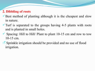 2. Dibbling of roots
Best method of planting although it is the cheapest and slow
in nature.
Turf is separated to the groups having 4-5 plants with roots
and is planted in small holes.
 Spacing: Hill to Hill/ Plant to plant 10-15 cm and row to tow
10-15 cm.
-Sprinkle irrigation should be provided and no use of flood
irrigation.
 
