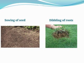 Sowing of seed Dibbling of roots
 