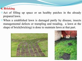 4. Bricking
- Act of filling up space or un healthy patches in the already
prepared lawn.
- When a established lawn is damaged partly by disease, insects
managemental defects or trampling and treading, a lawn at the
shape of brick(bricking) is done to maintain lawn at that part.
 