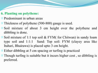 6. Planting on polythene:
- Predominant in urban areas
- Thickness of polythene (500-800) gauge is used.
- Soil mixture of about 3 cm height over the polythene and
dibbling is done.
- Soil mixture of 1:1 top soil & FYM( for Chitwan) in sandy loam
type soil and 1:1:1 Sand: Top soil: FYM (clayey area like
Itahari, Bhairawa) is placed upto 3 cm height.
- Either dibbling at 5 cm spacing or turfing is practiced
- Though turfing is suitable but it incurs higher cost , so dibbling is
preferred.
 