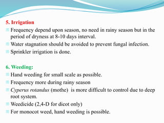 5. Irrigation
- Frequency depend upon season, no need in rainy season but in the
period of dryness at 8-10 days interval.
- Water stagnation should be avoided to prevent fungal infection.
- Sprinkler irrigation is done.
6. Weeding:
- Hand weeding for small scale as possible.
- Frequency more during rainy season
- Cyperus rotandus (mothe) is more difficult to control due to deep
root system.
- Weedicide (2,4-D for dicot only)
- For monocot weed, hand weeding is possible.
 