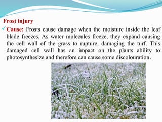 Frost injury
Cause: Frosts cause damage when the moisture inside the leaf
blade freezes. As water molecules freeze, they expand causing
the cell wall of the grass to rupture, damaging the turf. This
damaged cell wall has an impact on the plants ability to
photosynthesize and therefore can cause some discolouration.
 